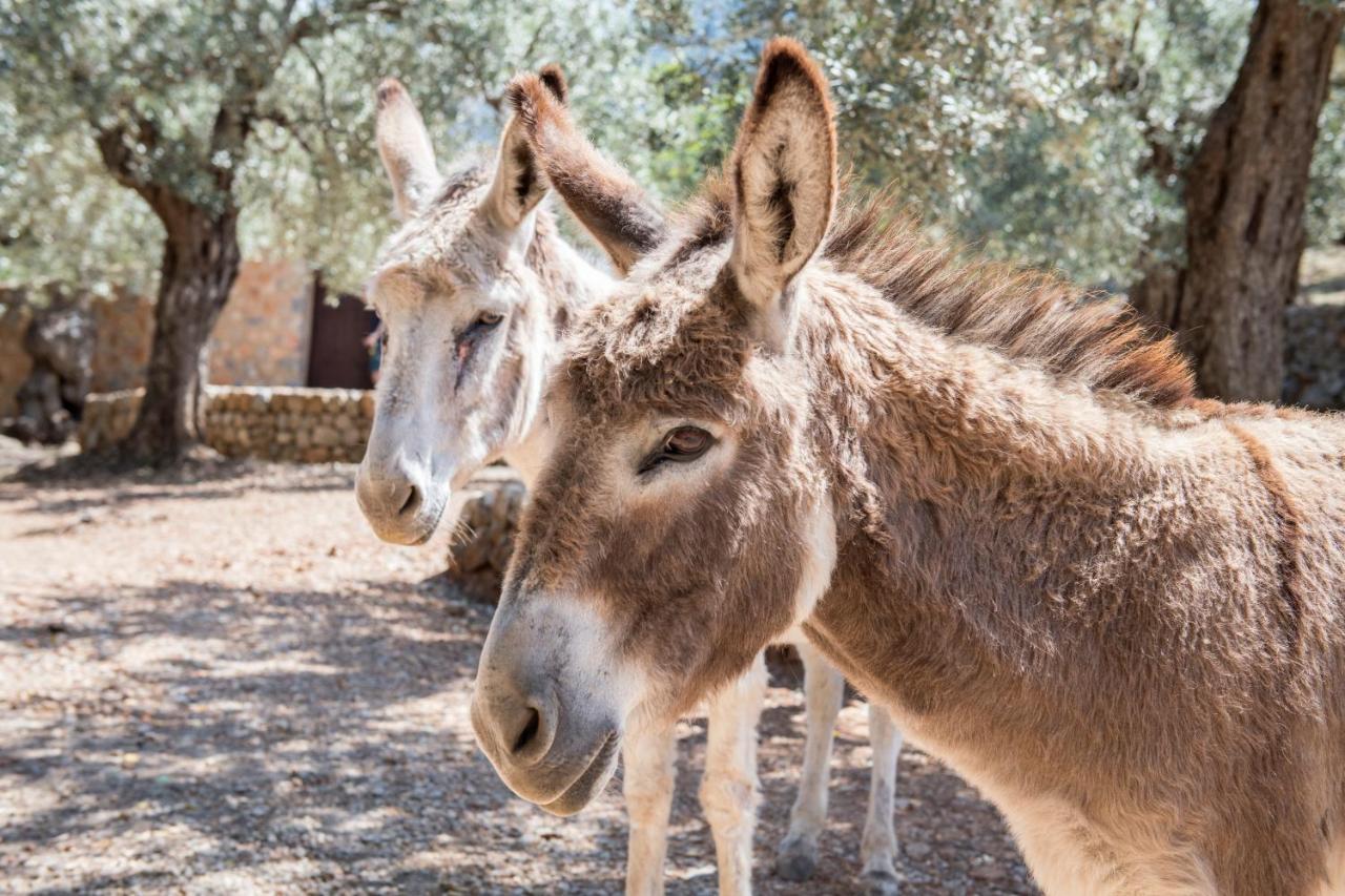 Raco De Soller Villa Eksteriør billede